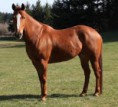 /album/fotogaleria/quarter-horse-jpg/